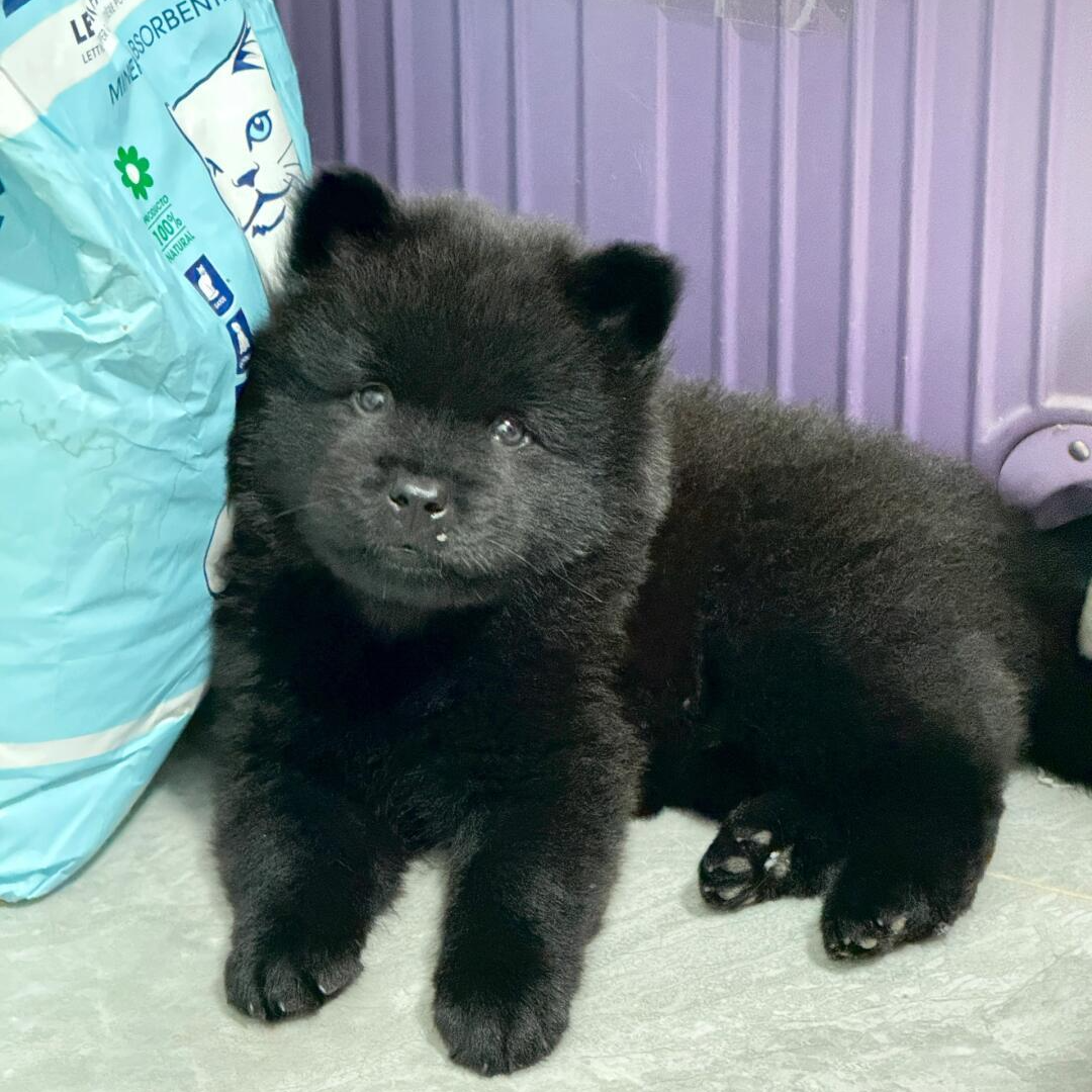 中华田园犬五黑犬五红犬黄狗白面虎斑犬山牛红土松犬