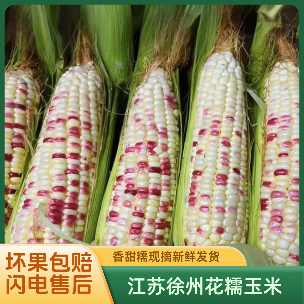 徐州 花糯玉米当季新鲜软糯现摘甜糯代餐精品苞米原产地甜粘玉米