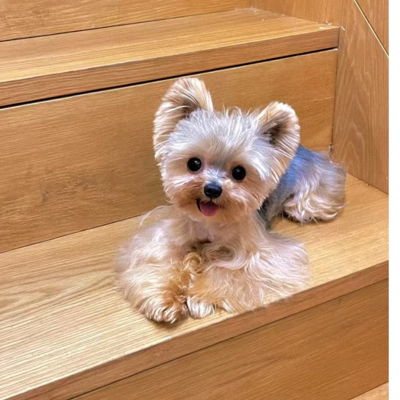 【小徐的狗狗】精品约克夏