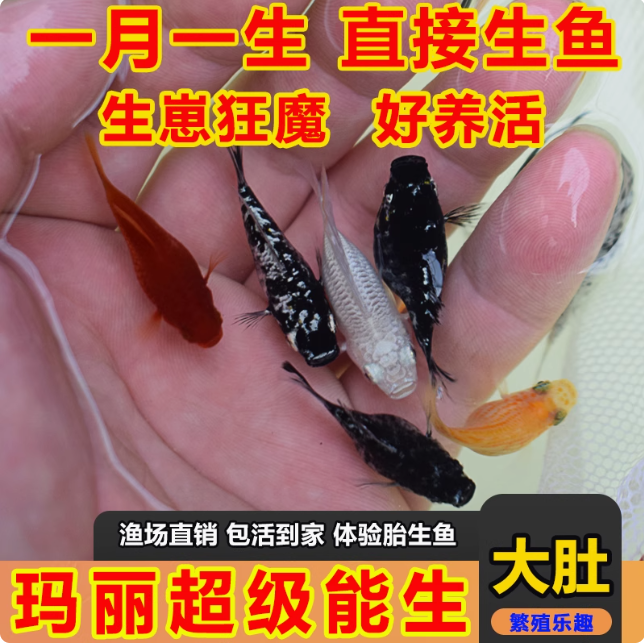 玛丽球鱼小型观赏鱼淡水新手易养玛丽鱼爆缸淡水混养冷水鱼观赏鱼