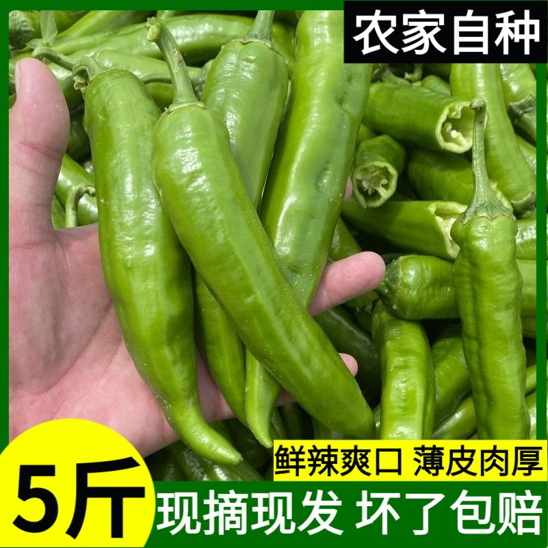 河南本地新鲜现摘55号辣椒软皮细长饱满产地发货蔬鲜香正宗爽口