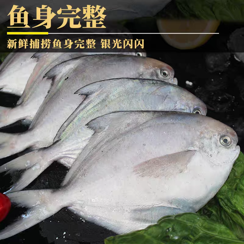 野生大号银鲳鱼1斤4条  平鱼白鲳鱼 新鲜速冻发货