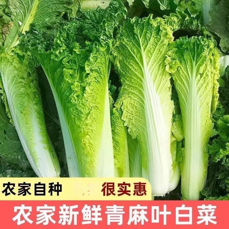 【新鲜采摘】贵州青口白菜高山露天种植火锅青麻叶白菜当季菜新鲜