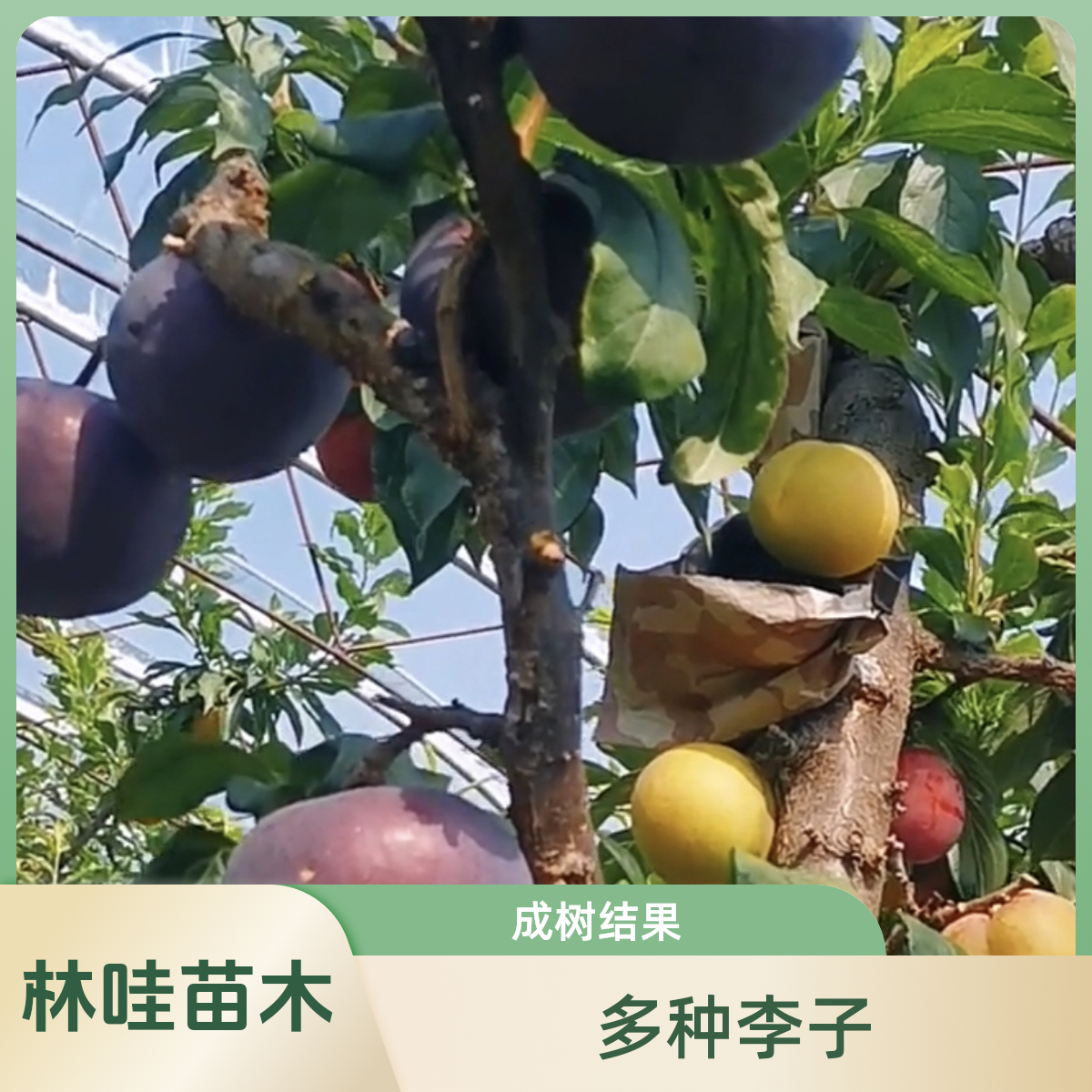 一树多果四个品种不同季节成熟国峰七大红袍黄金西梅兰蜜西梅