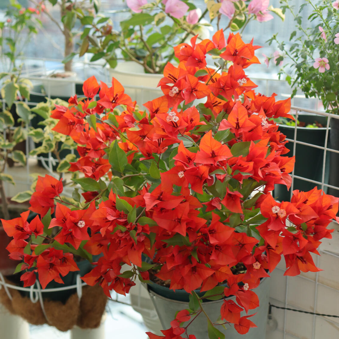 热火桑巴 三角梅 勤花可爬藤可飘枝品种四季爆花  原生袋苗