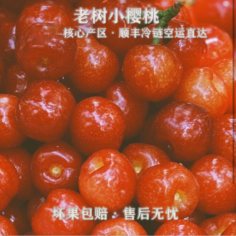 【顺丰空运D】四川高山老树小樱桃非J1/3斤礼盒装中华土樱桃