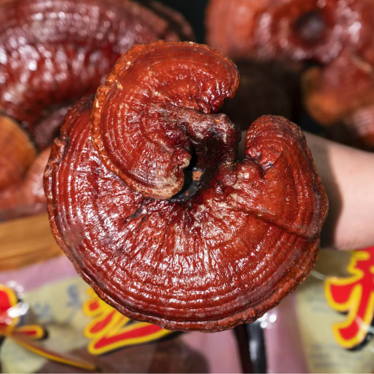 长白山赤灵芝特大号（70-90克/朵）泡酒煲汤送人东北特产