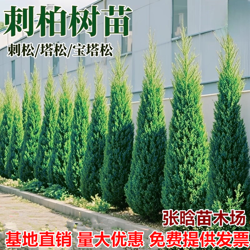 张晗松柏树苗四季常青柏树塔柏侧柏墓前树苗道路绿化耐寒易活松树