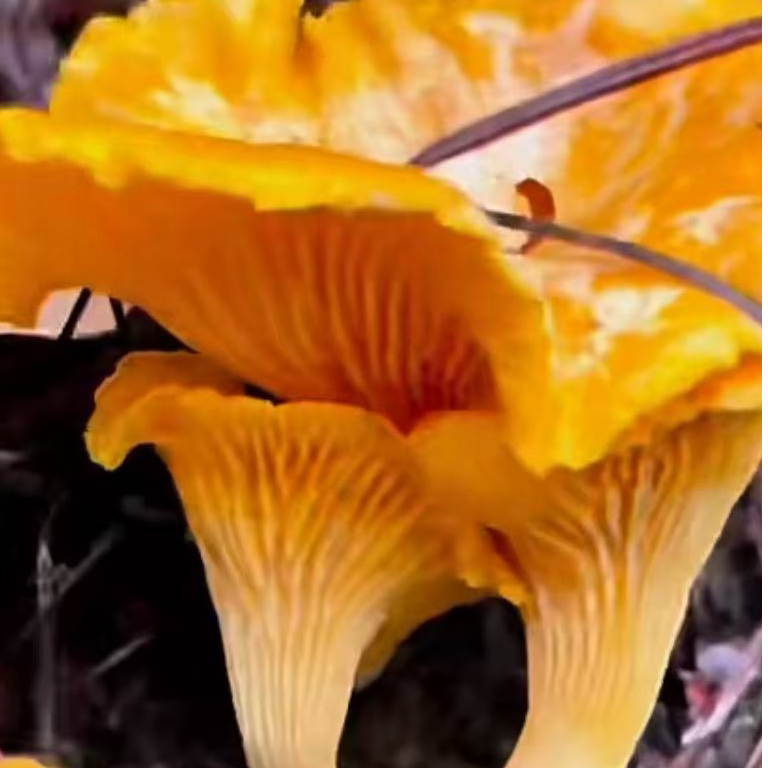 云南楚雄南华野生鸡油菌、（鲜货速冻品）顺丰冷链包邮