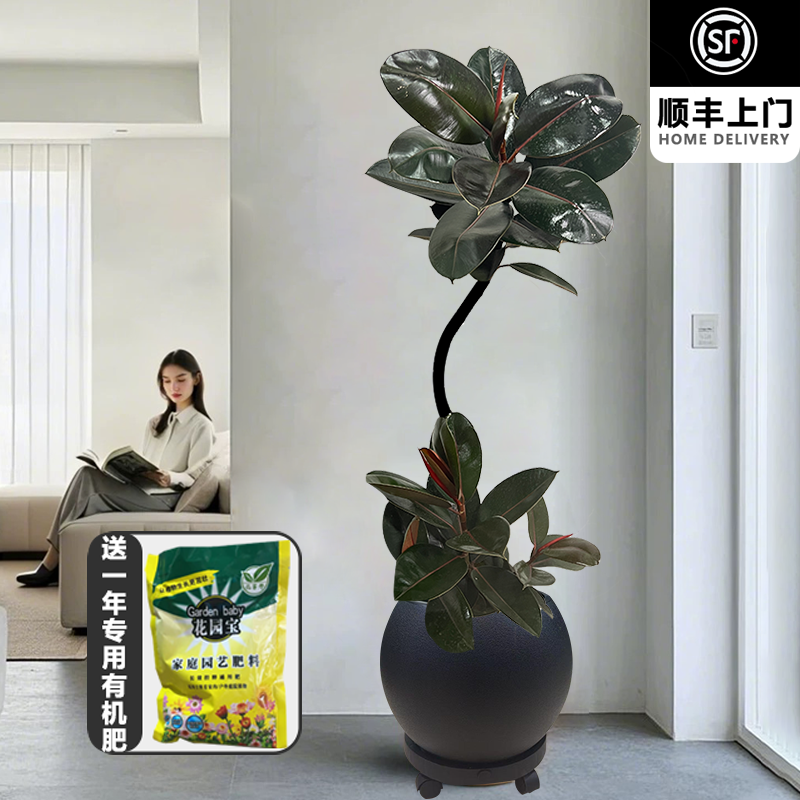 A造型黑金刚橡皮树网红客厅办公室大型好养净化空气黑金刚绿植