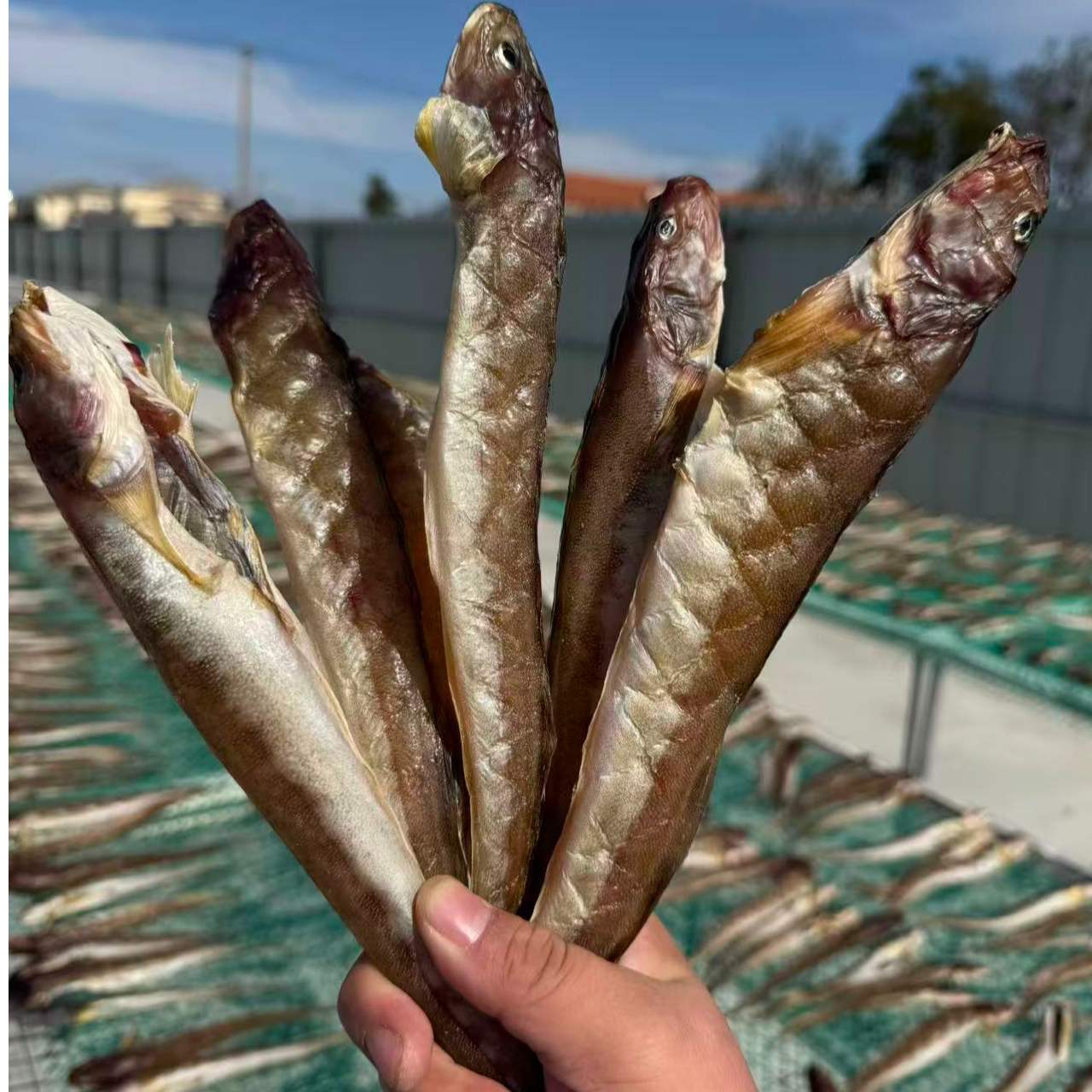 一卤鲜海鲶鱼干 自然风干晾晒淡盐不咸