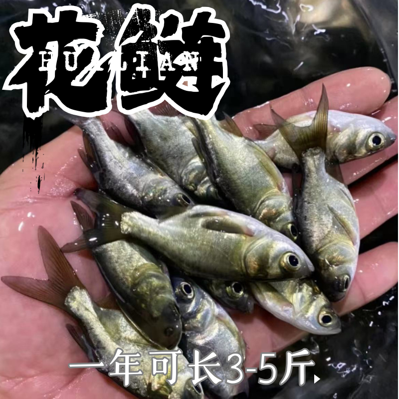 贵州花鲢鱼苗大头鱼苗鳙鱼苗包活大头鳙鱼苗胖头鱼苗黑鲢鱼苗顺丰