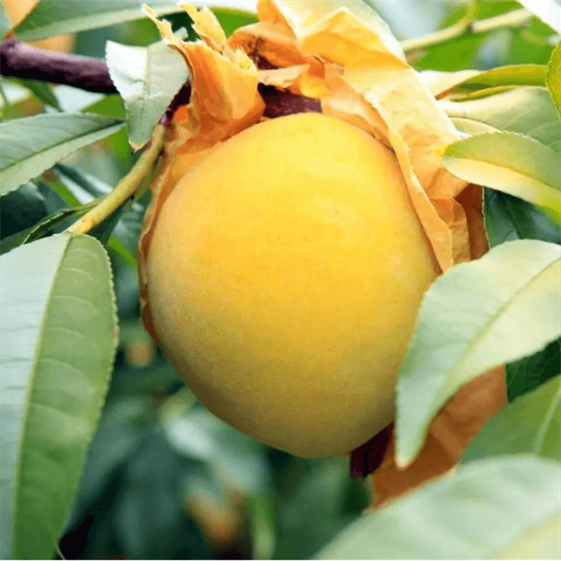 嫁接早熟大黄桃树苗正宗冬黄桃树苗离核盆栽地栽南方北方四季种植