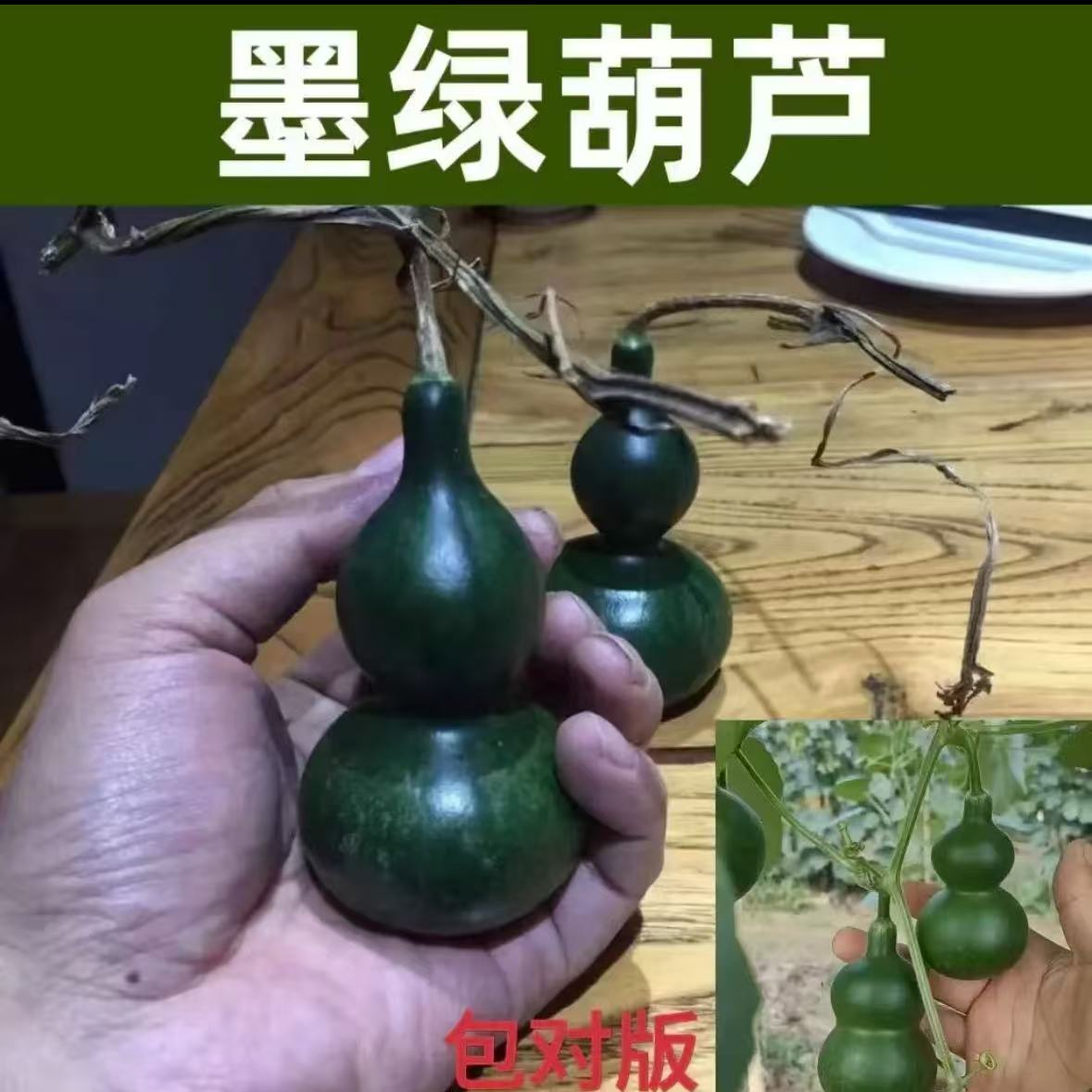 墨绿八宝葫芦 新品翠绿葫芦种植