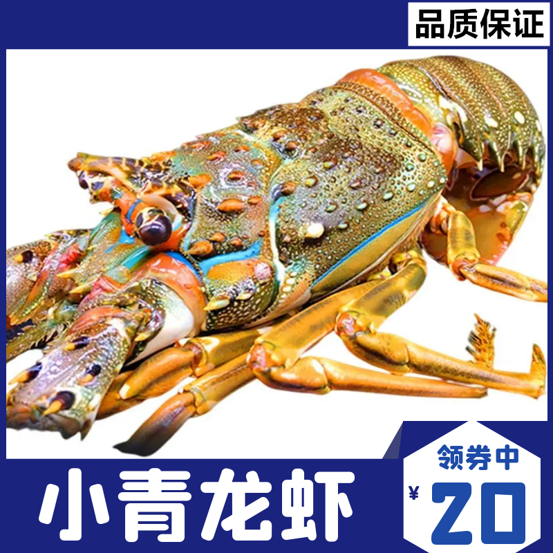 小青龙虾大青龙整箱波士顿刺身大龙虾澳龙鲜活500g批发非顺丰包邮