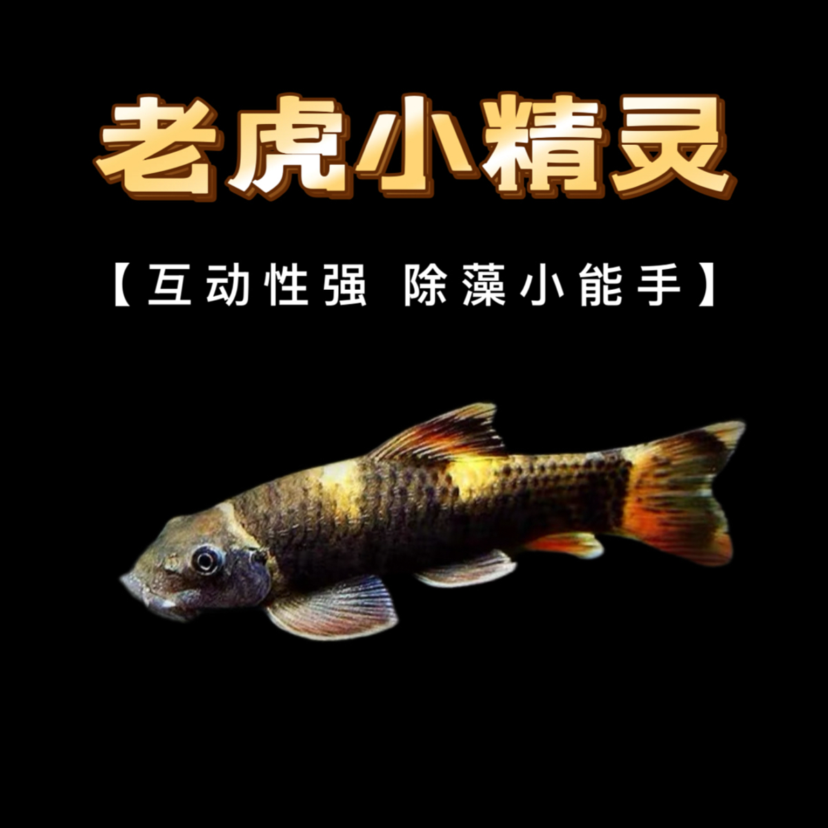 老虎小精灵鱼虎纹精灵耐寒淡水原生除藻观赏工具鱼适合各种缸体