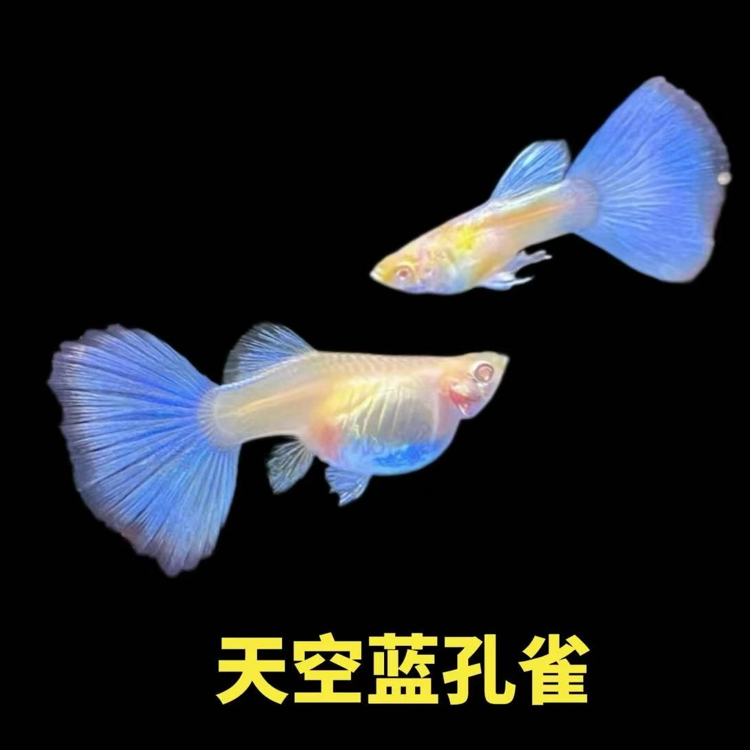日系天空蓝精品观赏鱼