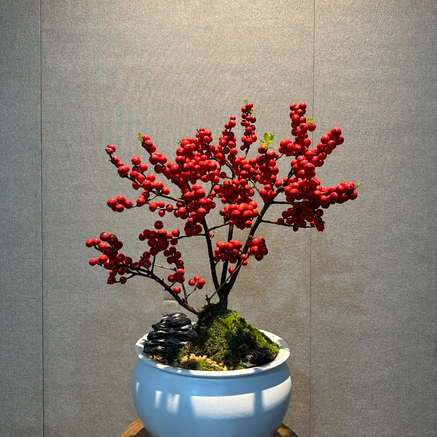 【加大加高50cm-60cm】北美冬青奥斯特带红果绿植盆栽带土球发货