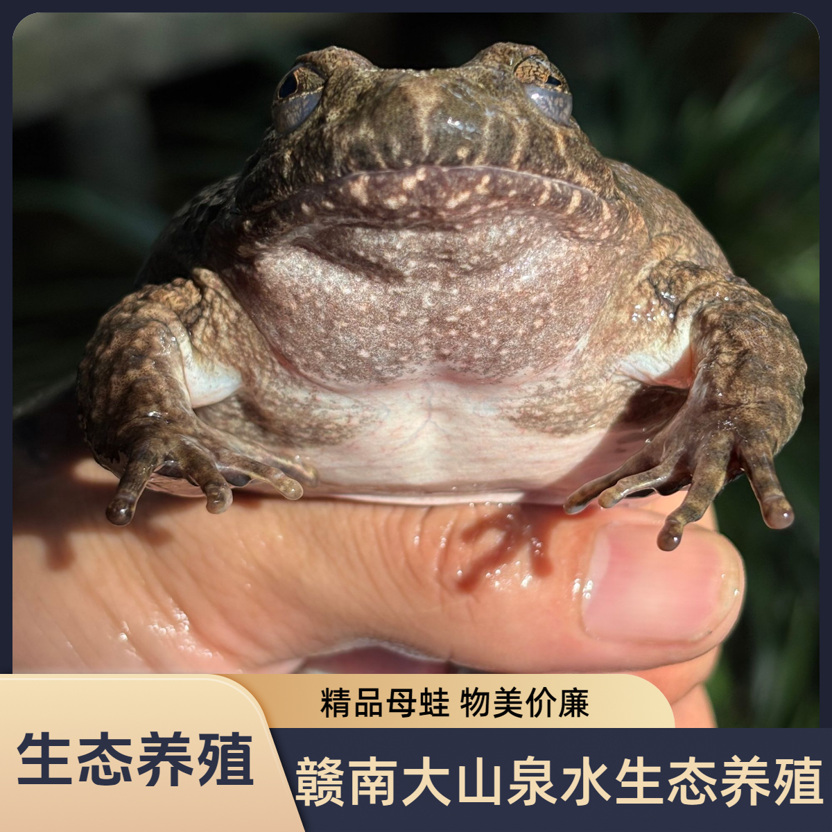 鲜活大山生态野散养石蛙石鸡石洞母蛙新鲜基地现捉现发滋补佳品