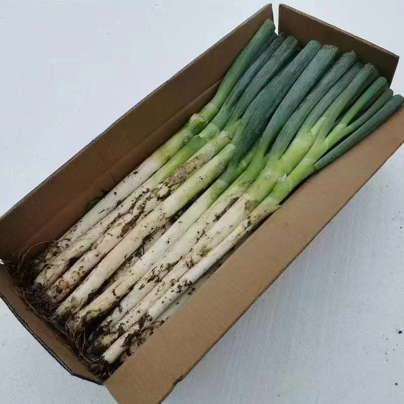 整箱5斤新鲜大葱5斤装山东铁杆大葱生鲜速发长白去皮净葱毛葱现挖