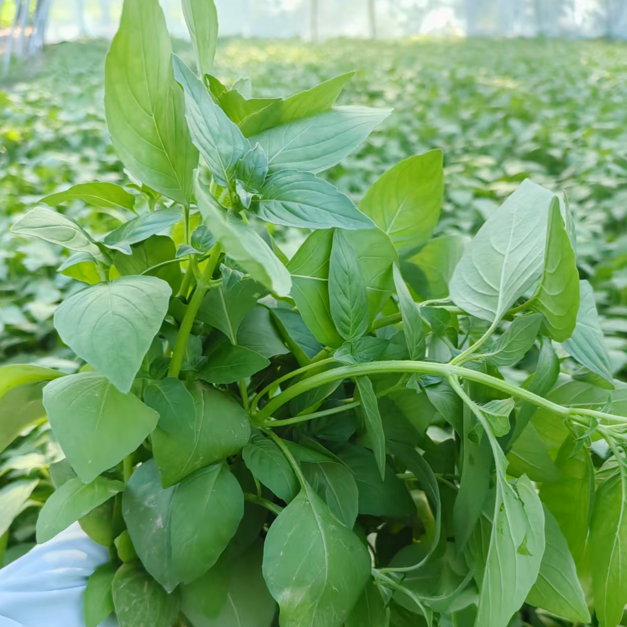 河南特色大叶荆芥菜农家自种现摘现发新鲜蔬菜