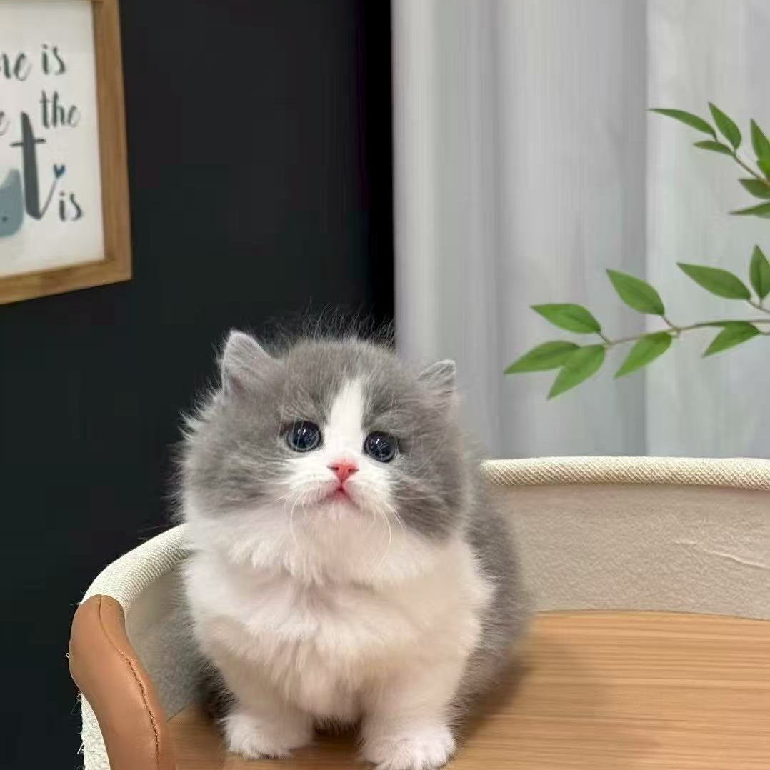 拿破仑蓝白【无猫粮捆绑消费】