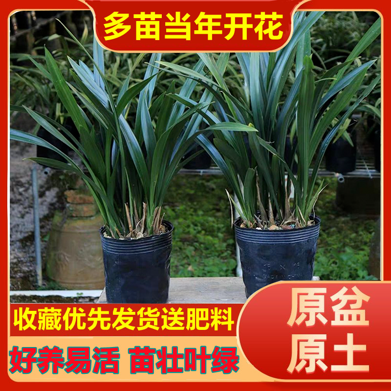 【年货墨兰】耐寒兰花墨兰企黑浓香型兰花室内客厅四季好养盆栽