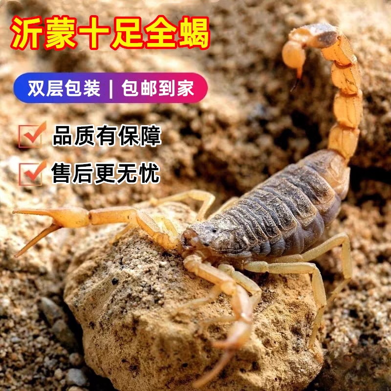 十足全蝎子沂蒙山同种两钳八足活虫宠物冷冻泡酒煲汤油炸食用包邮