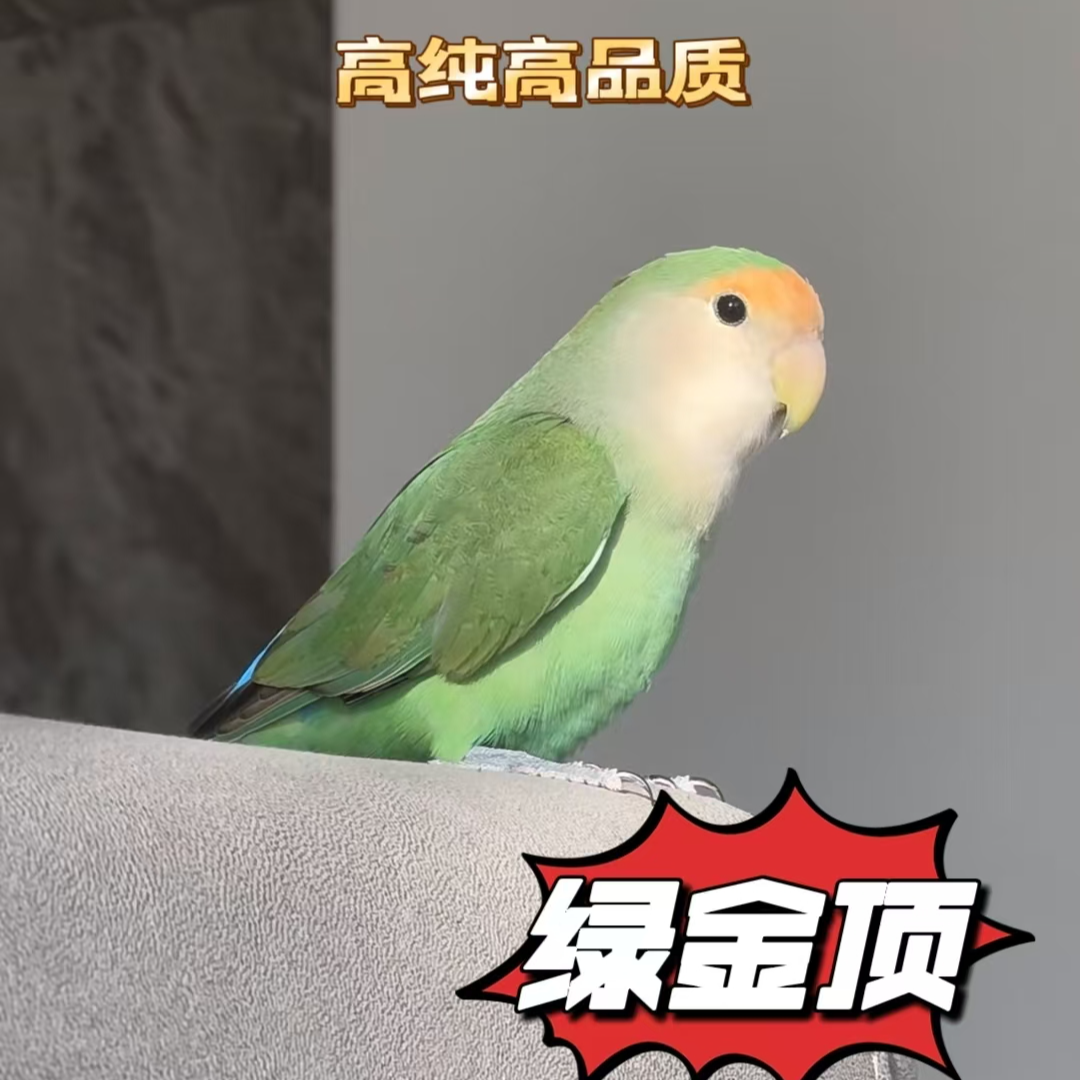 牡丹活体鹦鹉多色可选亲人粘人绿金顶蓝银顶红头绿闪金头绿闪