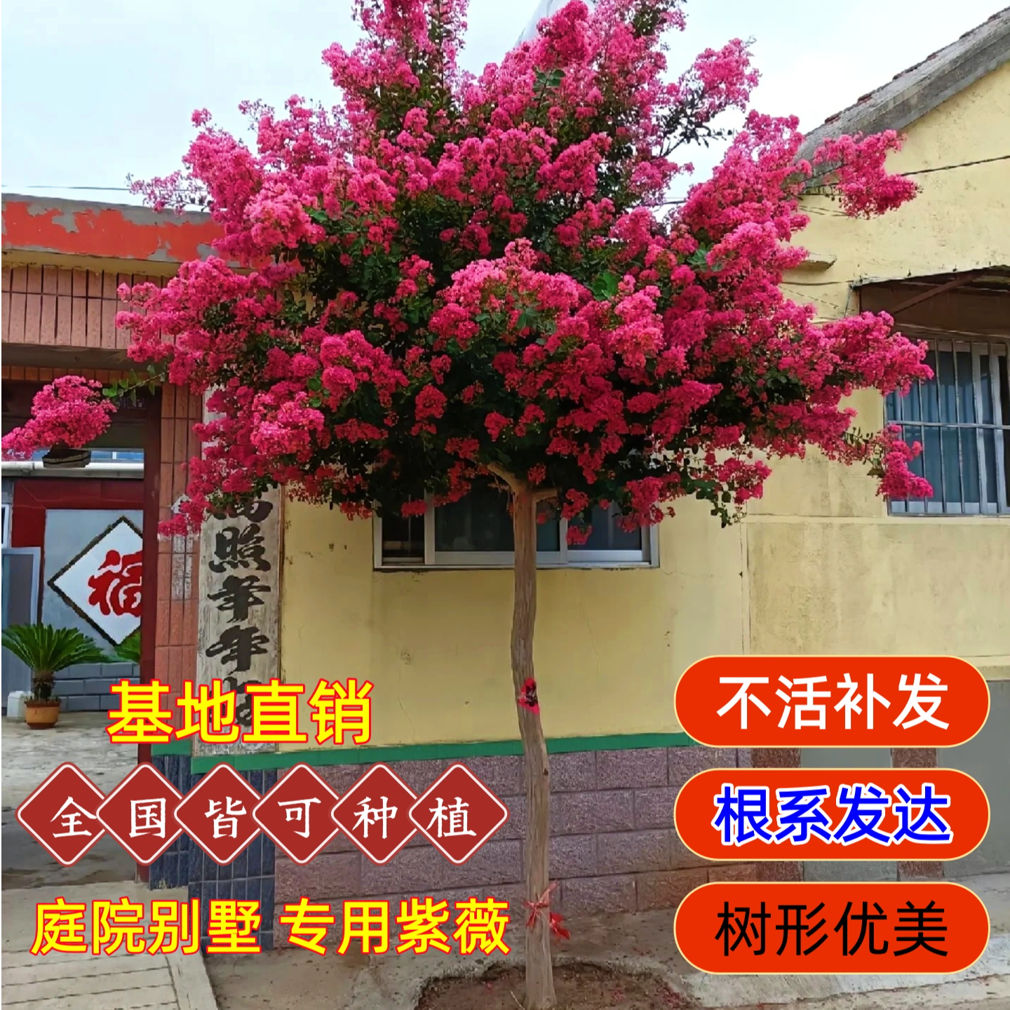 紫薇树苗庭院别墅风景树苗盆栽地栽耐寒红火箭天鹅绒百日红绿化苗