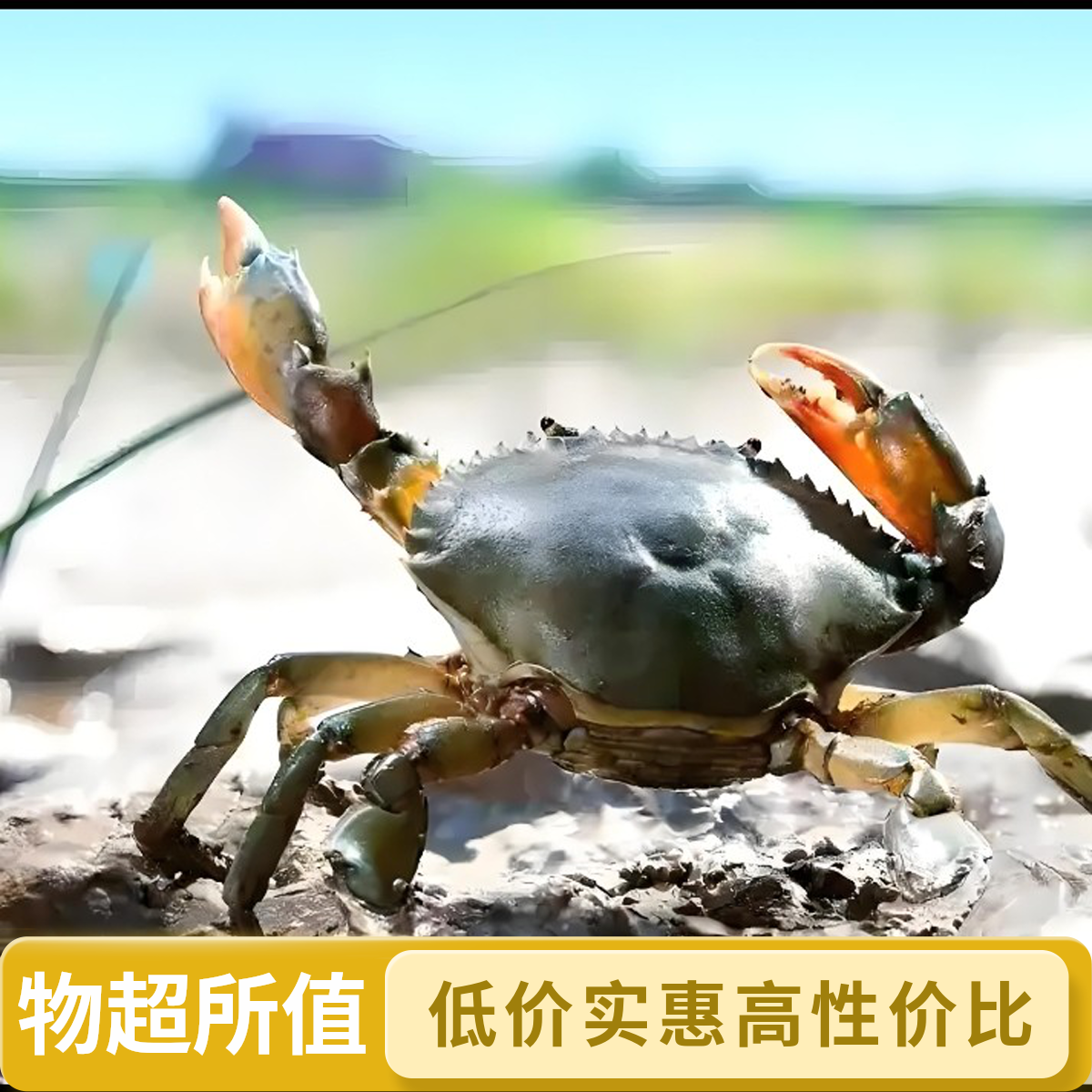 《虎哥水产》渤海湾 青蟹 海蟹 自选海鲜链接（顺丰发货）
