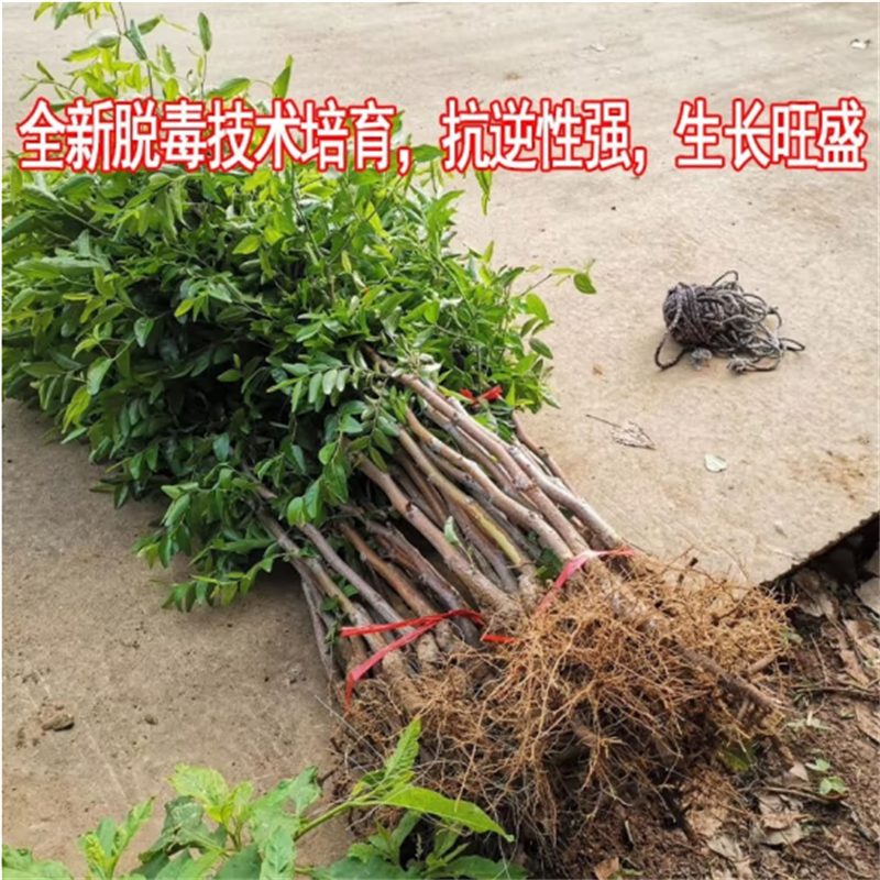 枣树活苗特大沾化冬枣嫁接北方南方种植庭院盆栽牛奶枣树果树果苗