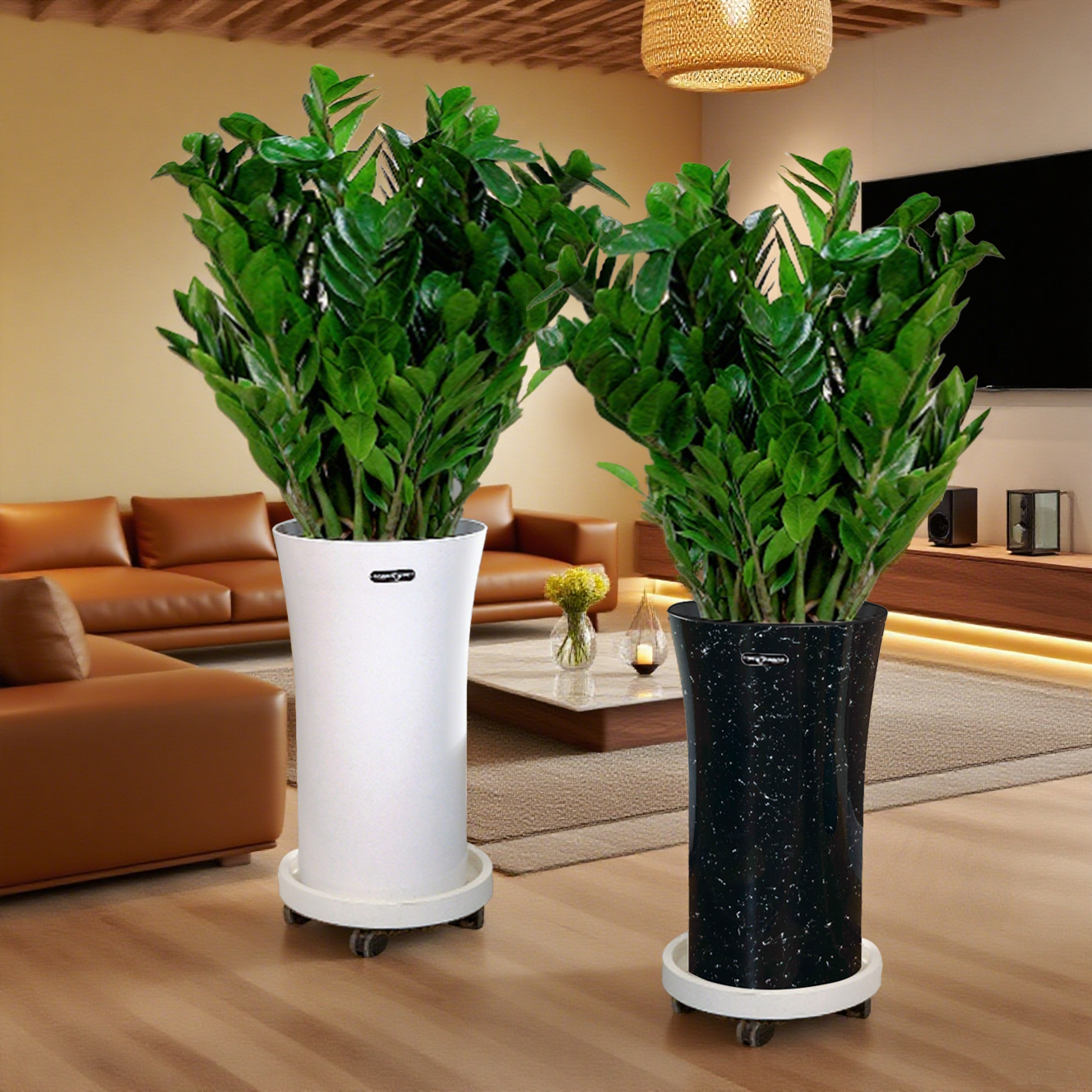 1.2- 1.4米落地款金钱树好养美观带盆室内绿植顺丰送货上门