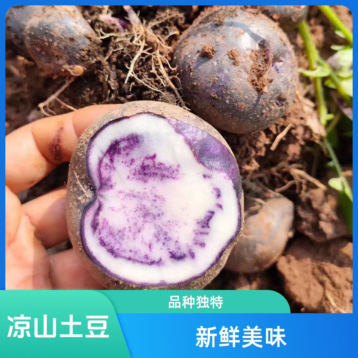大凉山邬洋芋新鲜高山土豆紫色七彩洋芋花心马铃薯乌洋芋3/5/9斤