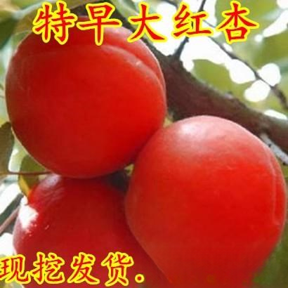 2-3年苗买1送2】杏树苗嫁接特早大红杏树苗 南北方盆栽地栽种植