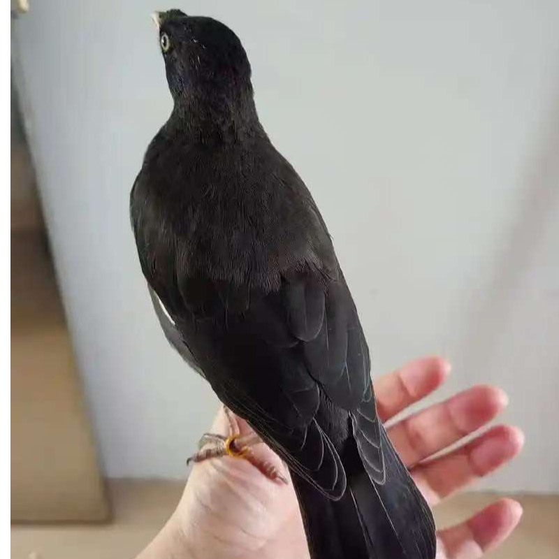 八哥只包运输风险包活不包饲养风险