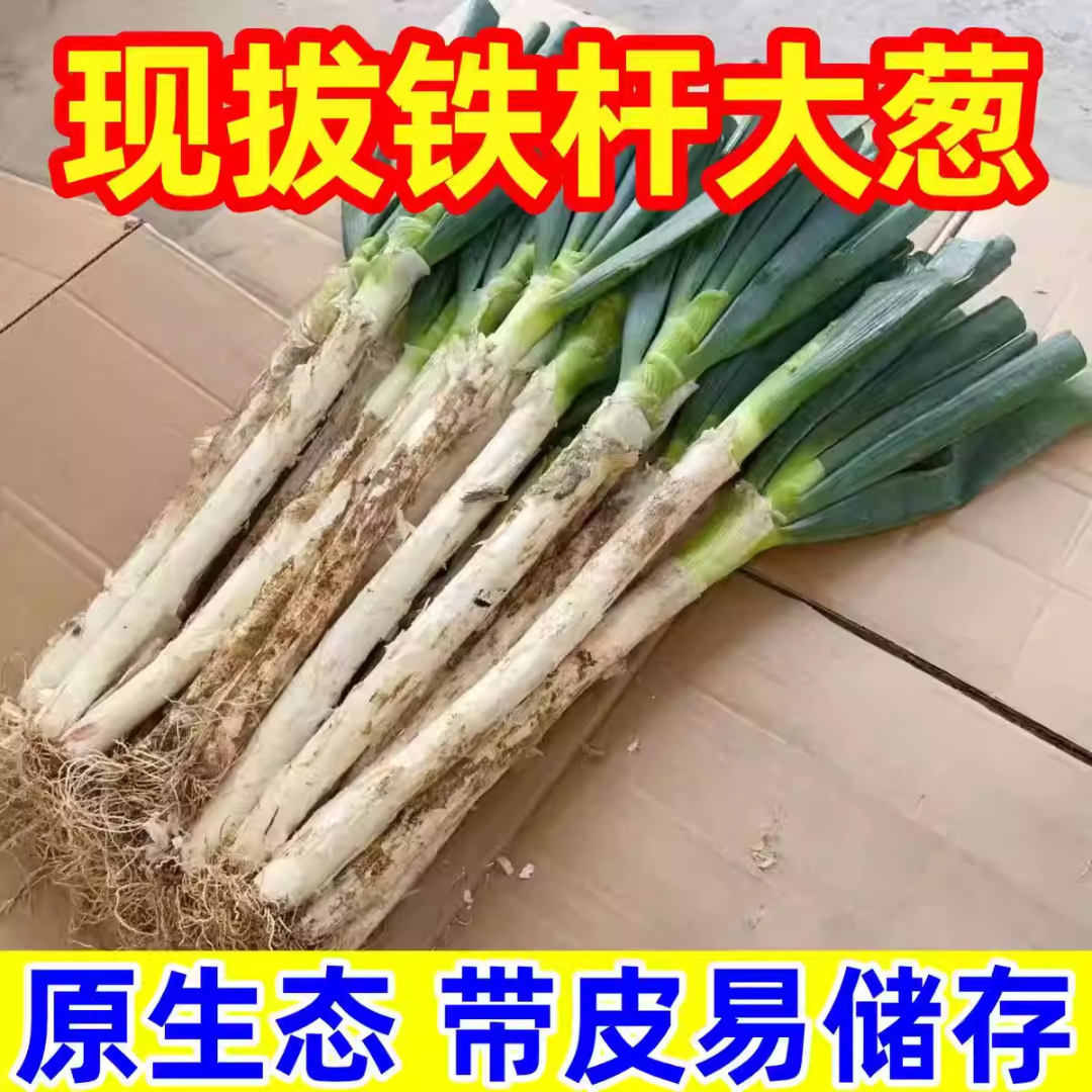 现挖现发新鲜大葱山东大葱新鲜蔬菜清脆爽口易储存可生吃可炖炒