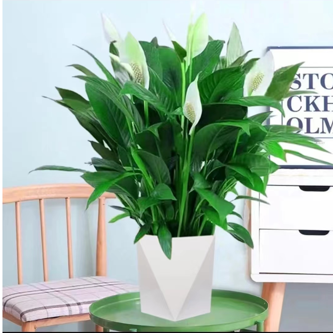 白掌一帆风顺盆栽水培土培室内花卉净化空气好养绿植