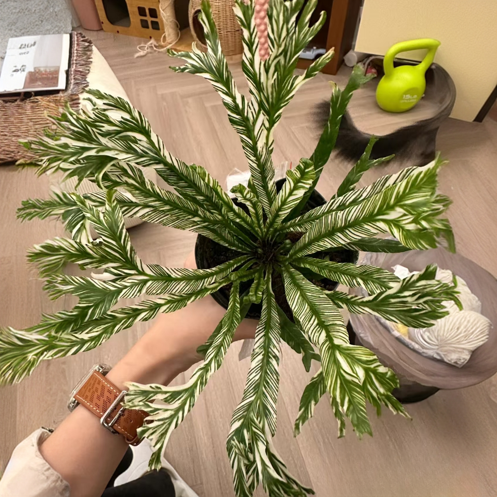 白锦花叶鸟巢蕨盆栽室内好养颜值高皮实网红热植