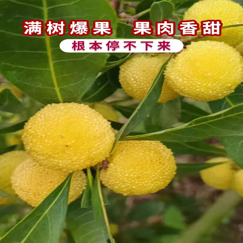 水晶杨梅树树苗带土南北方庭院特大果苗盆栽嫁接白杨梅苗当年结果