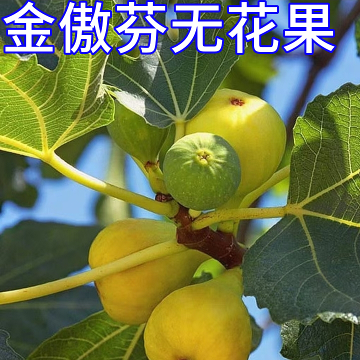 金傲芬无花果苗南北方种植盆栽果树庭院大树特大果老桩当年结果
