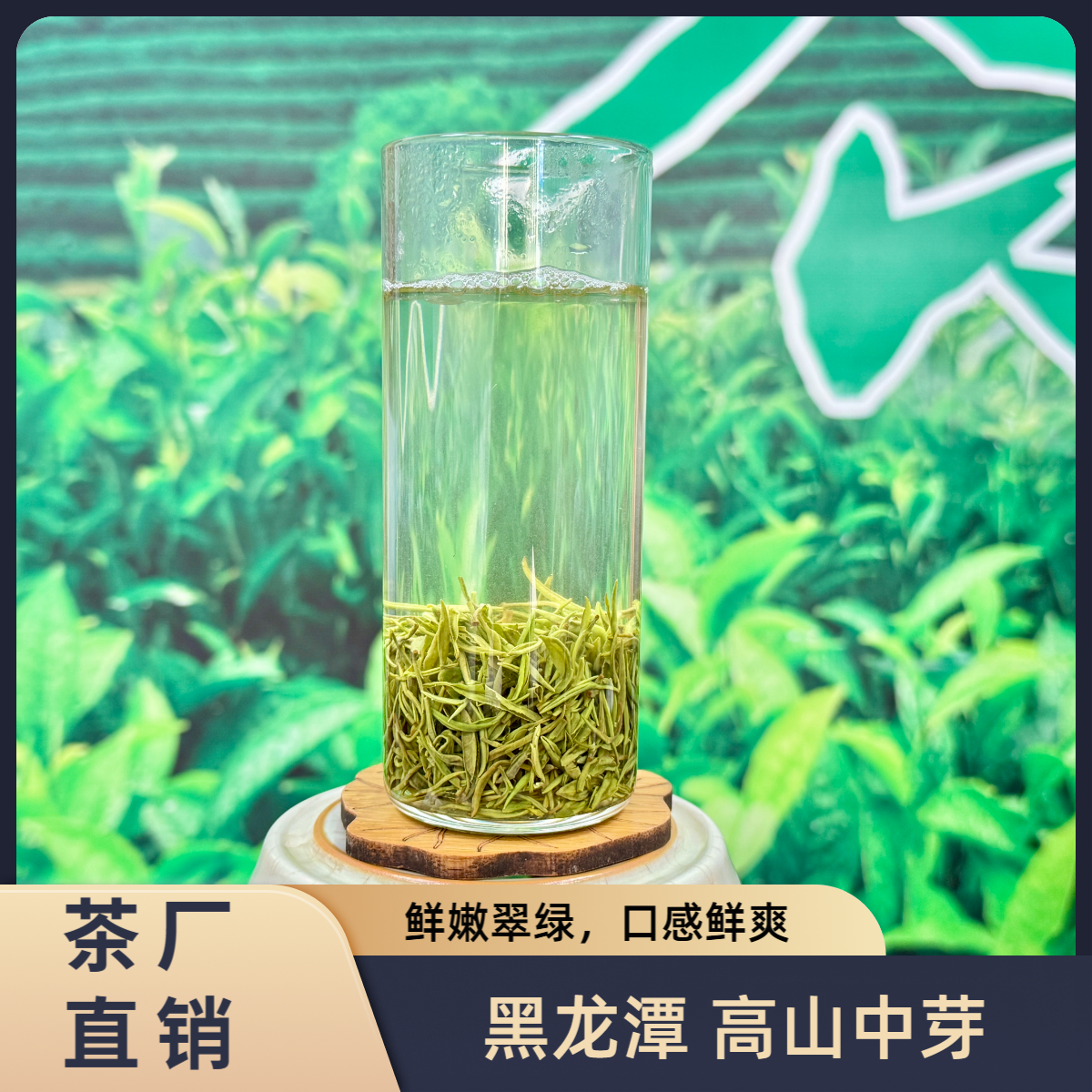 【黑龙潭高山中芽】保证2025年核心产区新茶 高档半手工信阳毛尖