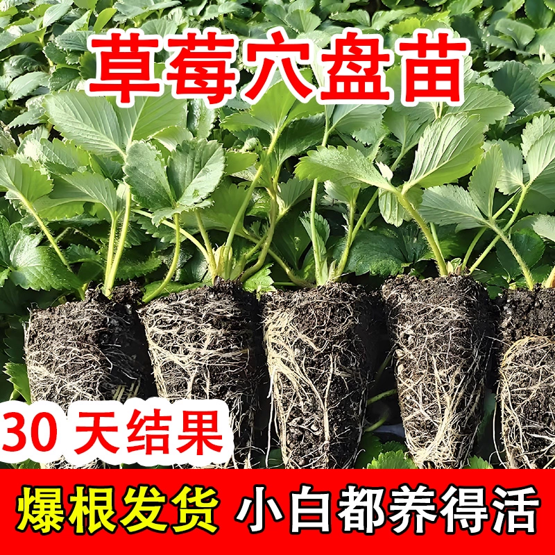 草莓苗秧盆栽脱毒四季红颜奶油草莓苗穴盘苗种苗原土发货阳台种植
