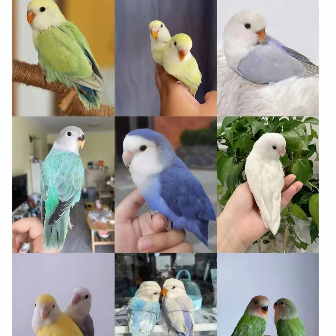 活体牡丹鹦鹉爱情鸟  一鸟一拍