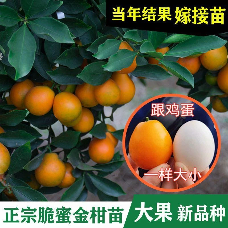 脆蜜金柑桔脆皮金桔树苗四季橘子第三代带皮即食盆栽果树网红植物