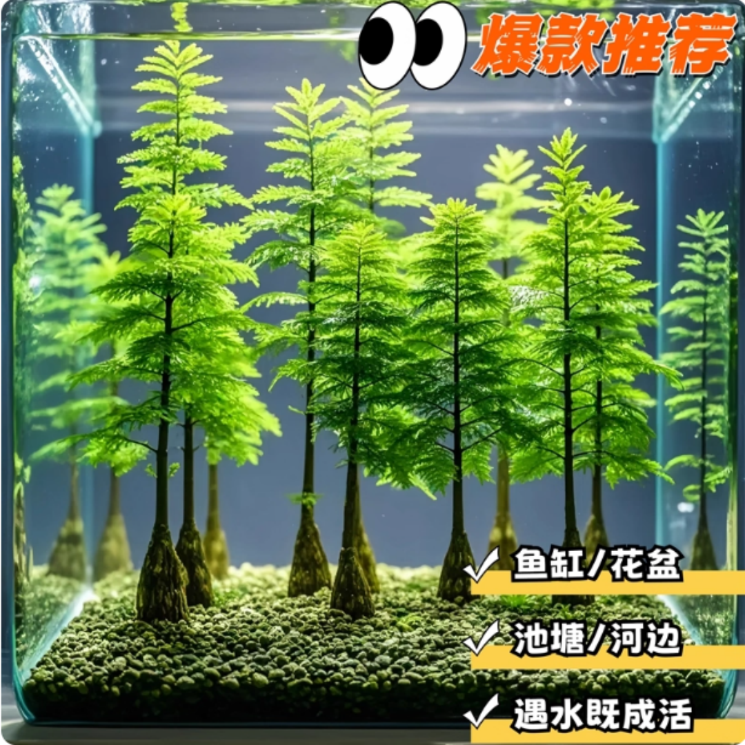 水杉水培植物室内桌面绿植盆栽净化空气办公室养阳台水生树苗四季