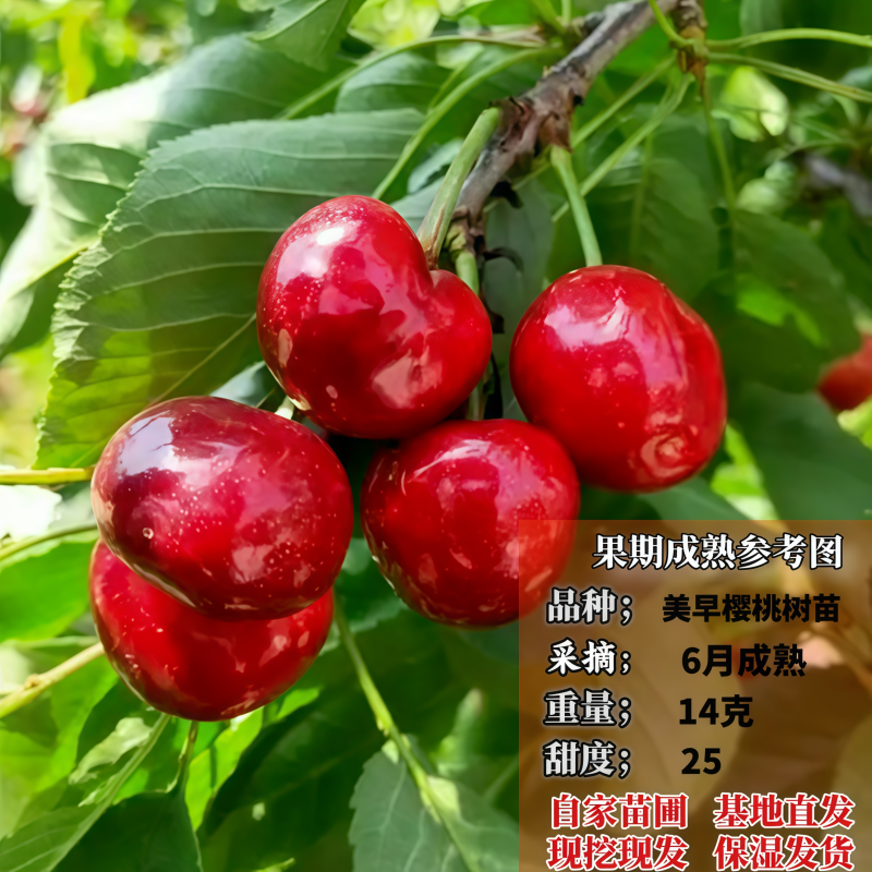 嫁接美早樱桃树苗车厘子树苗南北方种植耐寒耐旱自花授粉盆栽地栽