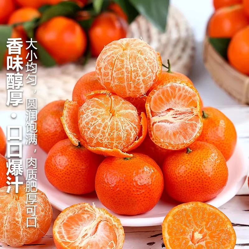 正宗四川砂糖橘金秋沙糖桔橘新鲜黄金蜜橘孕妇现摘橙子水果非广西