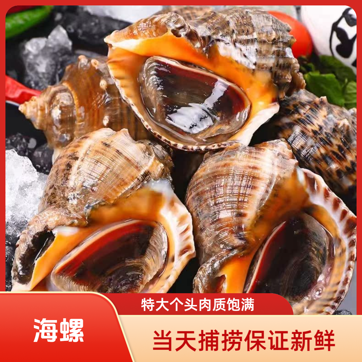 海鲜鲜活特大海螺大个海螺一整箱当天捕捞生鲜贝类水产无泥沙3斤