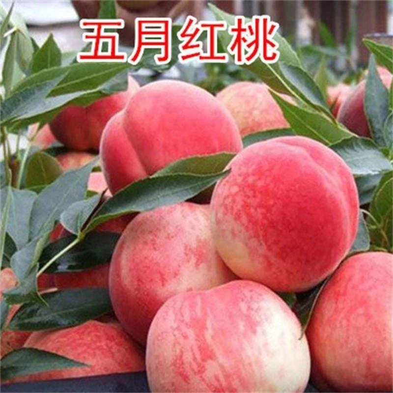 正宗五月红桃子桃树苗水蜜桃耐寒嫁接盆栽地栽南北方种植当年结果